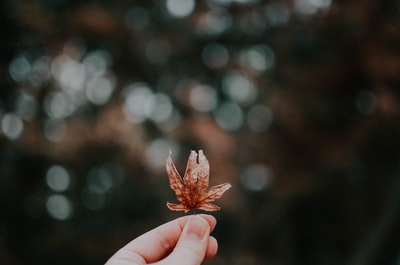 人拿着棕色有花瓣的花的照片
